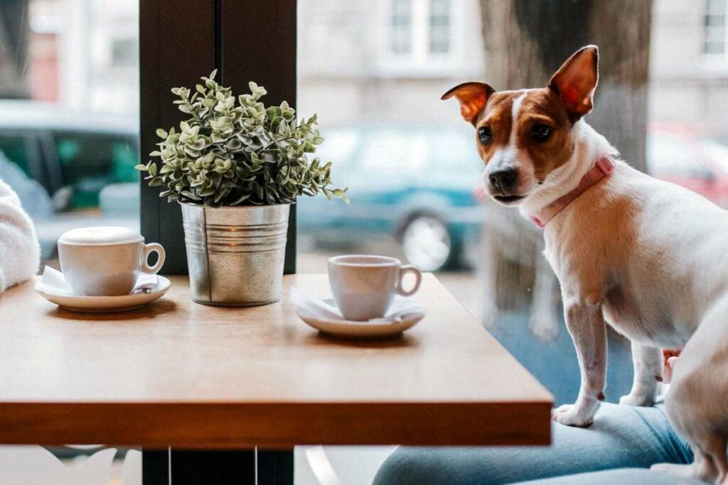 Cafes for Pets in London