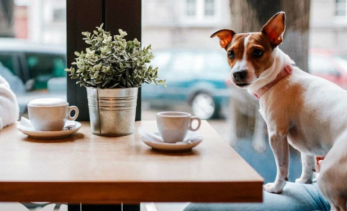 Cafes for Pets in London