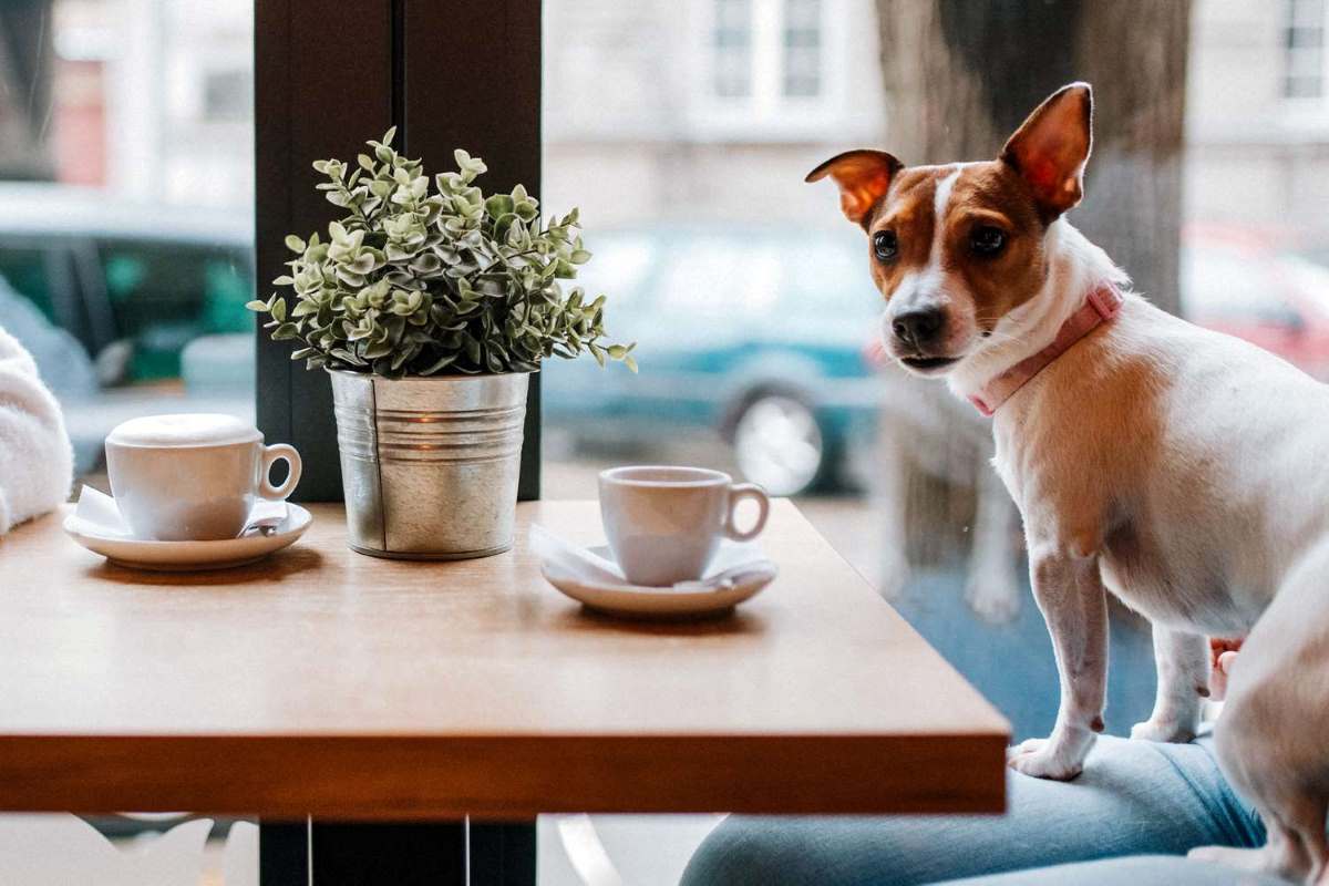 7 Must-Visit Cafes for Pets in London