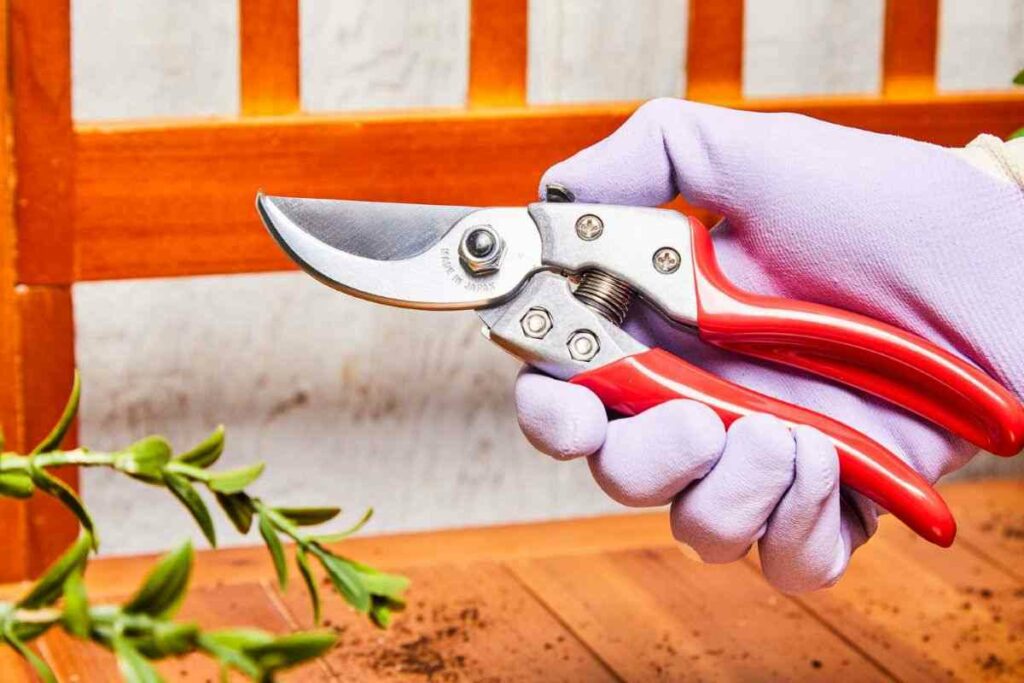 Pruning Shears