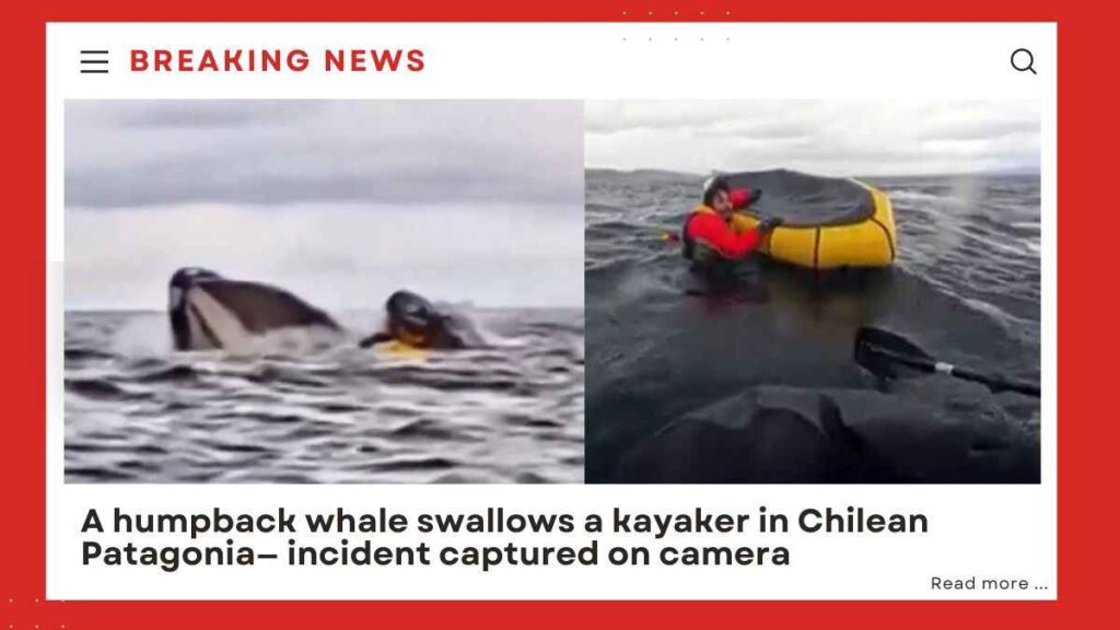 Kayaker Swallowed by Whale