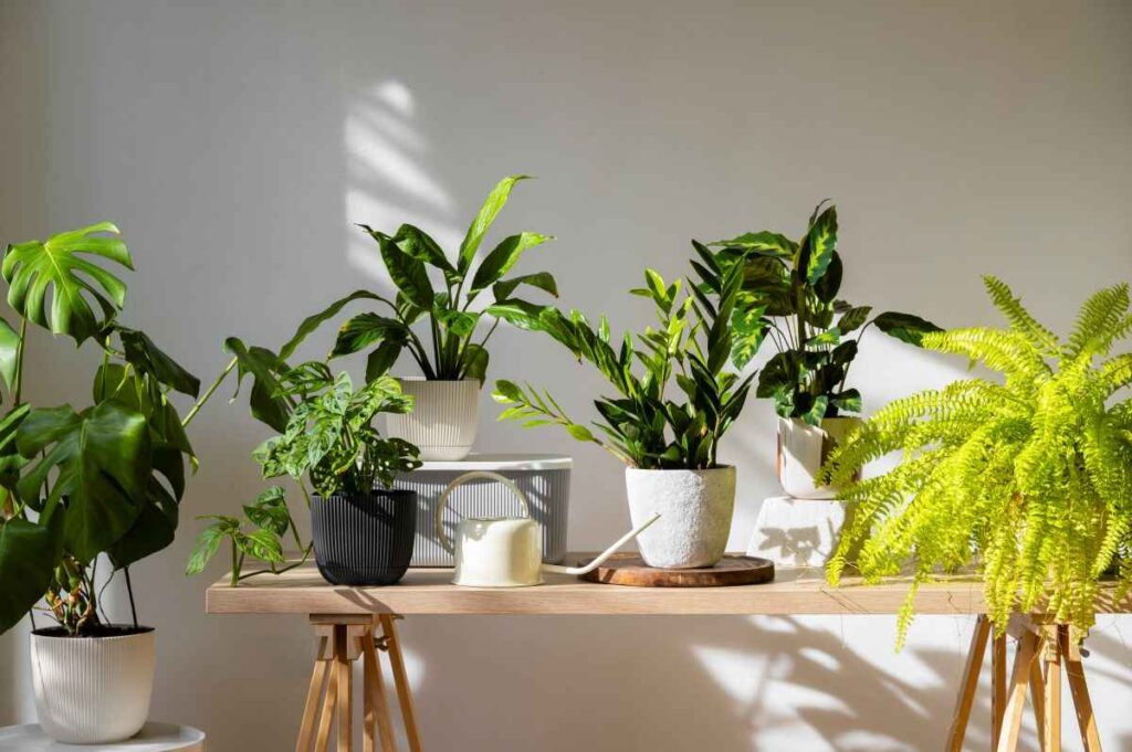 Indoor Plants